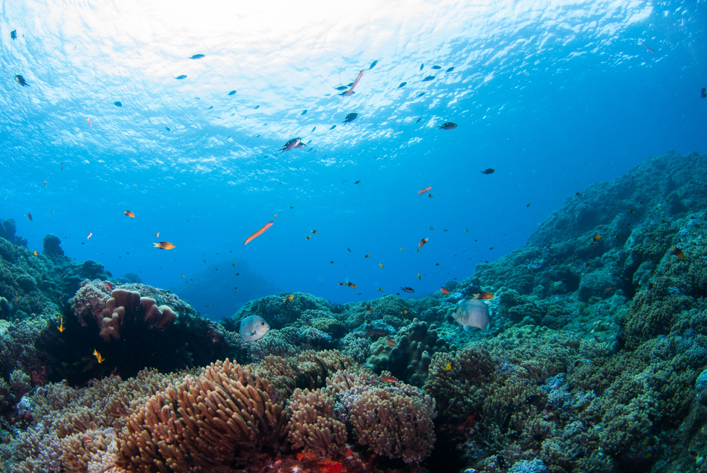 _JFG3900 – kermadec, islands, kermadecs, dive, images, remote, doc, sub tropical, subtropical, sub-tropical, marine, reserve, expedition, lust for rust, mesley, crispin, nz, new, zealand, new zealand, crispin, Kermadecs 13,